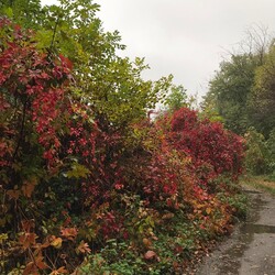 Jesień w Rudzie Śląskiej