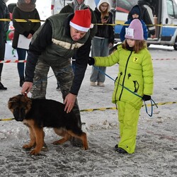 Charytatywna Wystawa Mikołajkowa Owczarków Niemieckich