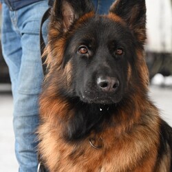 Charytatywna Wystawa Mikołajkowa Owczarków Niemieckich