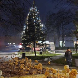 Choinki ustrojone przez mieszkańców