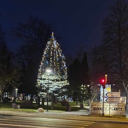 Choinki ustrojone przez mieszkańców