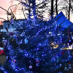 Choinki ustrojone przez mieszkańców