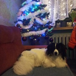 Bożonarodzeniowe drzewka naszych czytelników