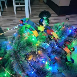 Bożonarodzeniowe drzewka naszych czytelników