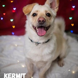 Schroniskowe zwierzaki polecają się do adopcji