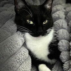 Światowy Dzień Kota