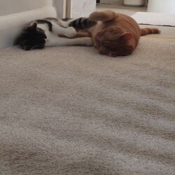 Światowy Dzień Kota