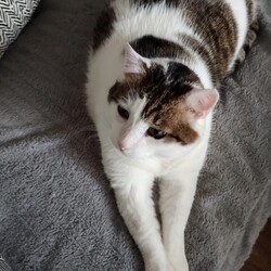 Światowy Dzień Kota