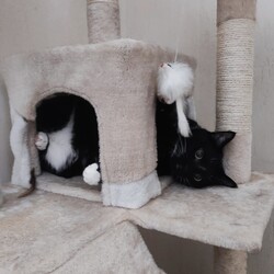 Światowy Dzień Kota