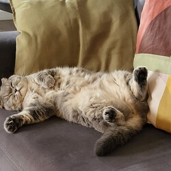 Światowy Dzień Kota