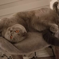 Światowy Dzień Kota