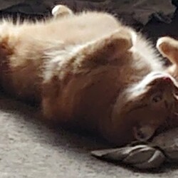 Światowy Dzień Kota