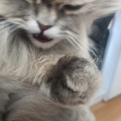 Międzynarodowy Dzień Kota