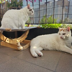 Międzynarodowy Dzień Kota