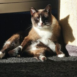 Międzynarodowy Dzień Kota