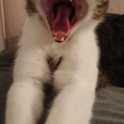 Międzynarodowy Dzień Kota