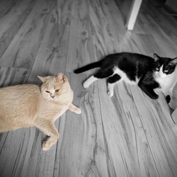 Międzynarodowy Dzień Kota