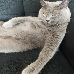 Międzynarodowy Dzień Kota