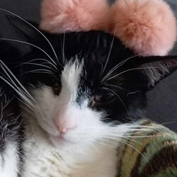 Międzynarodowy Dzień Kota