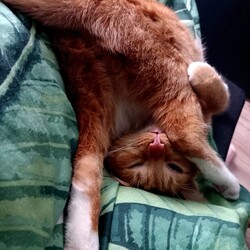 Międzynarodowy Dzień Kota