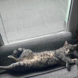 Międzynarodowy Dzień Kota