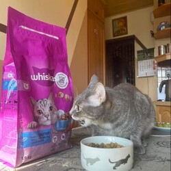 Międzynarodowy Dzień Kota