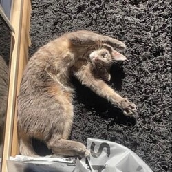 Międzynarodowy Dzień Kota