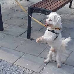 Międzynarodowy Dzień Psa