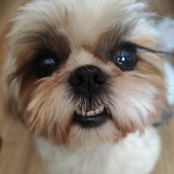 Międzynarodowy Dzień Psa