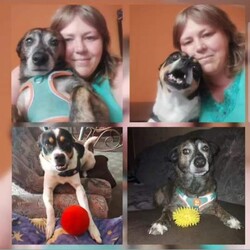 Międzynarodowy Dzień Psa