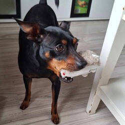 Międzynarodowy Dzień Psa