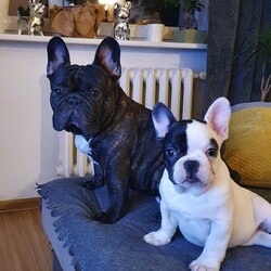 Międzynarodowy Dzień Psa