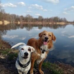 Międzynarodowy Dzień Psa