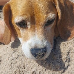 Międzynarodowy Dzień Psa