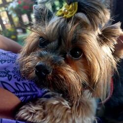 Międzynarodowy Dzień Psa