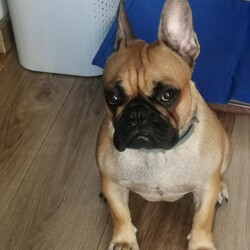 Międzynarodowy Dzień Psa