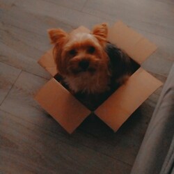 Międzynarodowy Dzień Psa