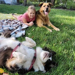 Międzynarodowy Dzień Psa