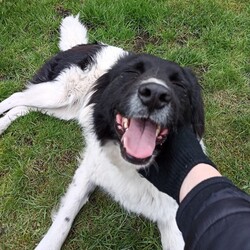 Międzynarodowy Dzień Psa