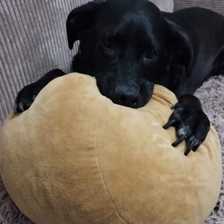 Międzynarodowy Dzień Psa