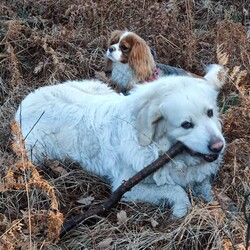 Międzynarodowy Dzień Psa