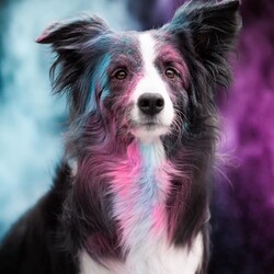 Międzynarodowy Dzień Psa