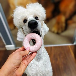 Międzynarodowy Dzień Psa