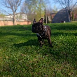 Międzynarodowy Dzień Psa