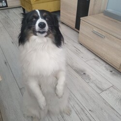 Międzynarodowy Dzień Psa