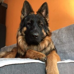 Międzynarodowy Dzień Psa