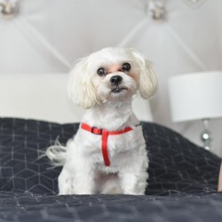 Międzynarodowy Dzień Psa