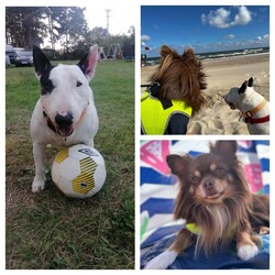 Międzynarodowy Dzień Psa