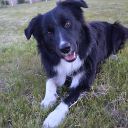 Międzynarodowy Dzień Psa