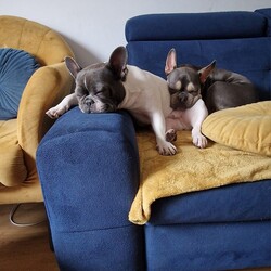 Międzynarodowy Dzień Psa